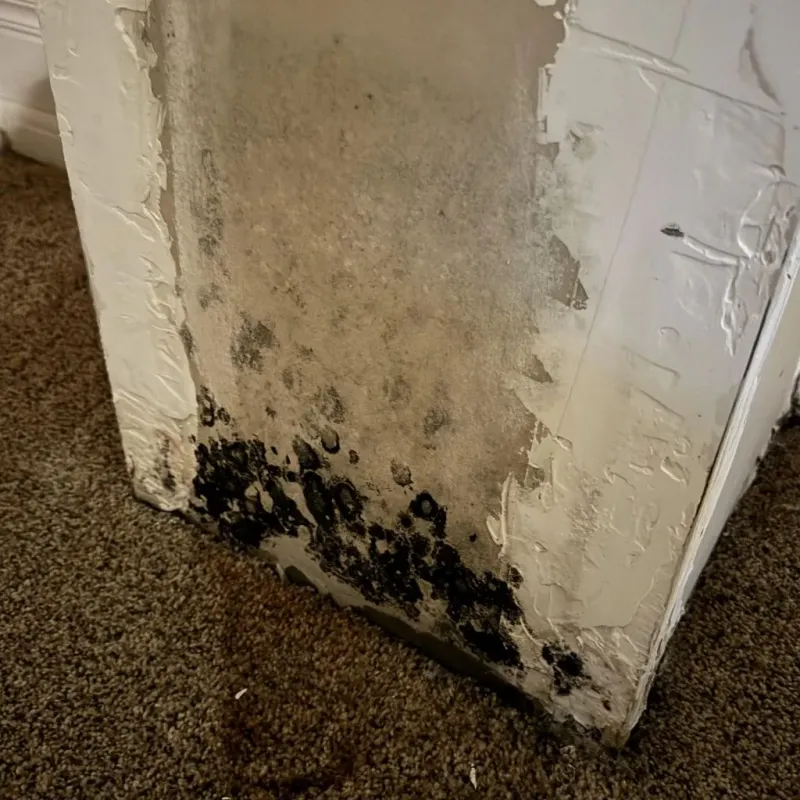 Professional Mold Removal in Montgomery, PA